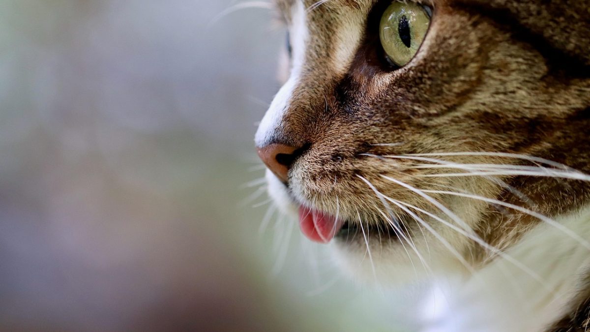 富二代官网 沪上千金在宠物生活馆内怀抱布偶猫、身旁陈列定制鲜食与宠物用品的场景插画