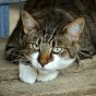 读者「胡同口的猫」的头像